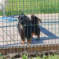 Halkas: Rüde • geb.ca. 2021 • 32cm • 6kg