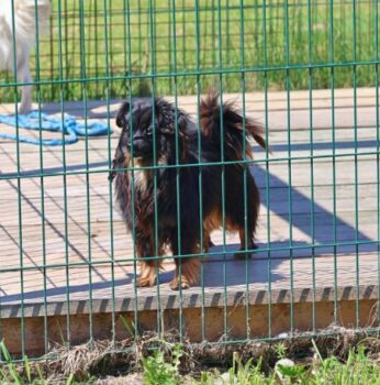 Halkas: Rüde • geb.ca. 2021 • 32cm • 6kg