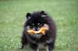 Pomeranian-Welpe spielt