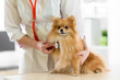 Veterinarian doctor using stethoscope during examination in veterinary clinic. Dog pomeranian Spitz in veterinary clinic