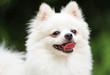 happy pomeranian dog