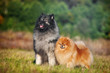Two Spitz in the meadow