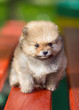 Beautyful fluffy Pomeranian puppy