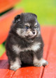 Portrait little Pomeranian puppy