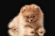 Pomeranian puppy on black background
