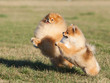 Two Pomeranian playing in the park